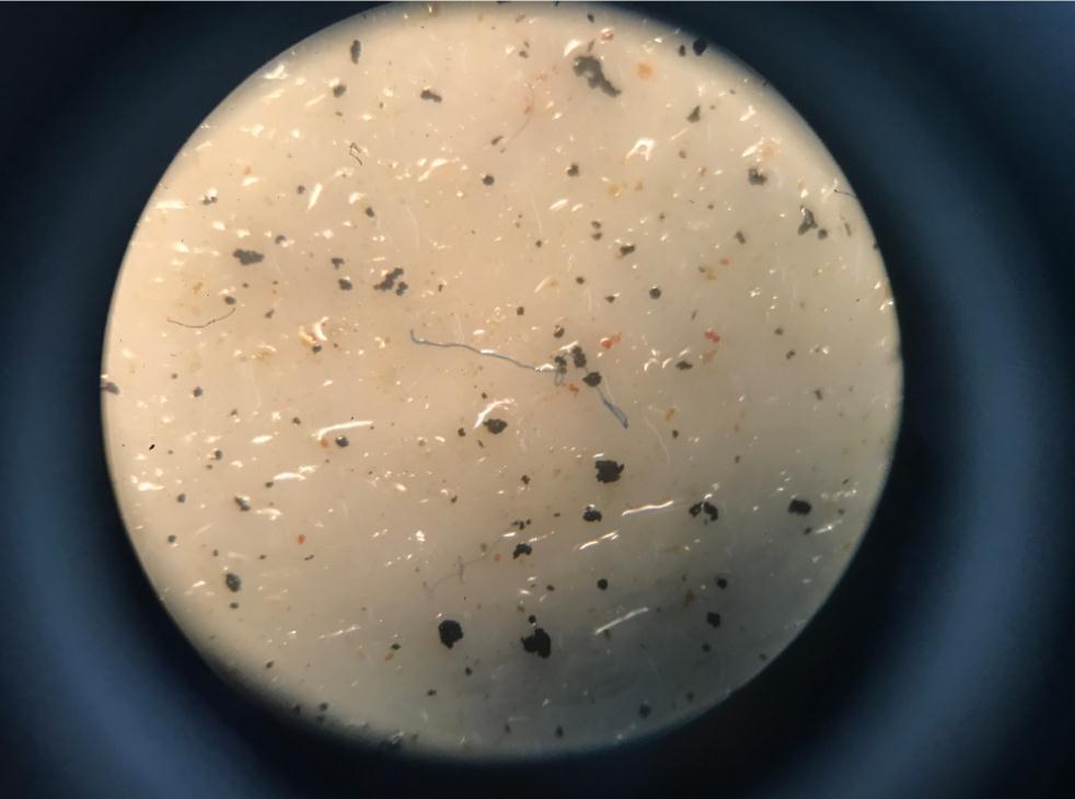  显微镜下可见滤膜中央蓝色的微塑料