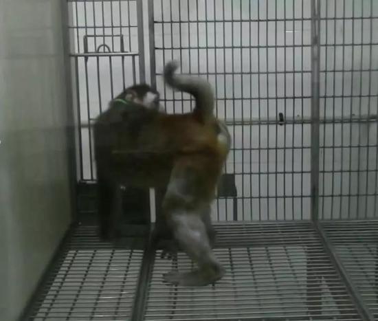 ○ 猴子在照自己的屁股