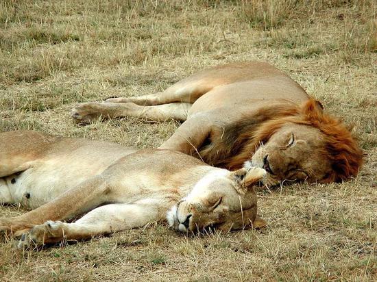 睡梦中的狮子 （图片来源：Wikipedia）