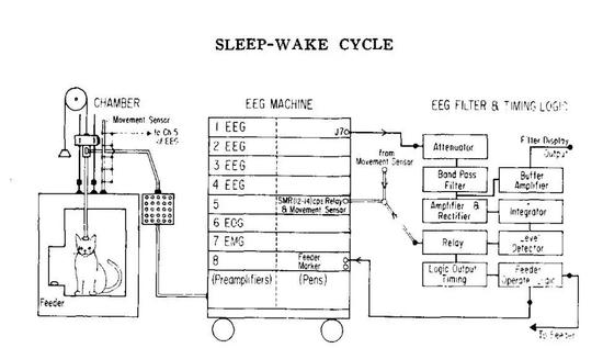 猫猫的睡眠测定 （图片来源：Lucas， E。 A。， & Sterman， M。 B。 （1974）。 The polycyclic sleep-wake cycle in the cat： Effects produced by sensorimotor rhythm conditioning。 Experimental Neurology， 42（2）， 347–368。 doi：10.1016/0014-4886（74）90032-6 ）