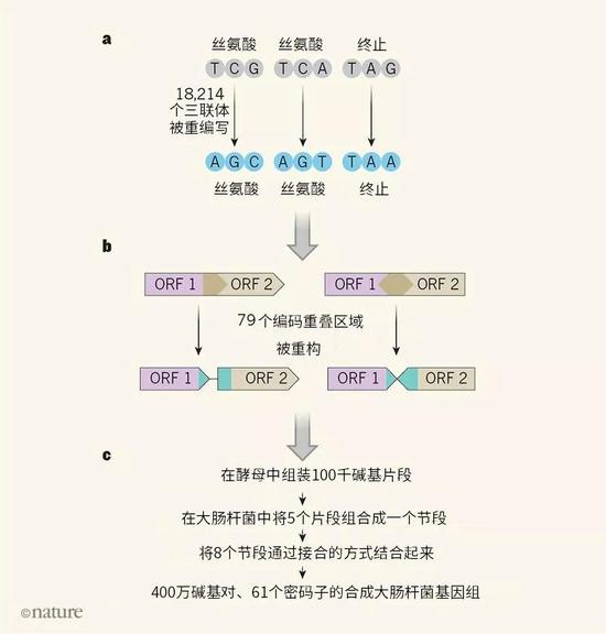 图1|重编码基因组的设计与构建。a.Fredens等人对大肠杆菌基因组的3个碱基三联体（密码子）进行了重编写，将编码丝氨酸的TCG和TCA和代表蛋白编码序列终止的终止密码子TAG替换成具有相同功能的密码子AGC、AGT和TAA。