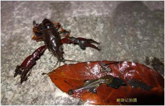 小龙虾捕食农业友好动物（黑斑侧泽蛙蝌蚪），被抓了现行（作者拍摄于成都市东湖公园）