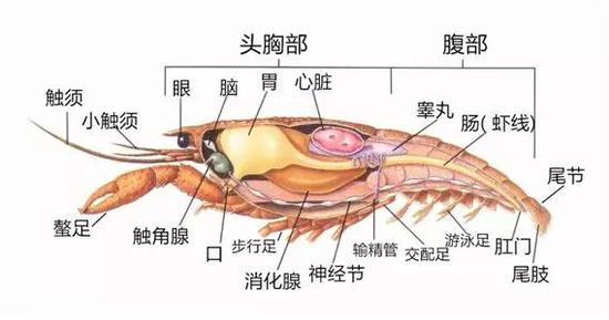 图片来自http://imgarcade.com/1/crawfish-internal-anatomy，经作者加工