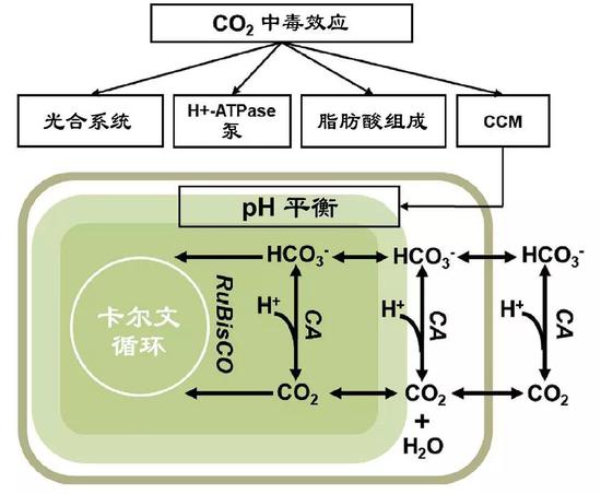 CCM机制图 （图片来源：中科院青岛生物能源与过程研究所单细胞中心）