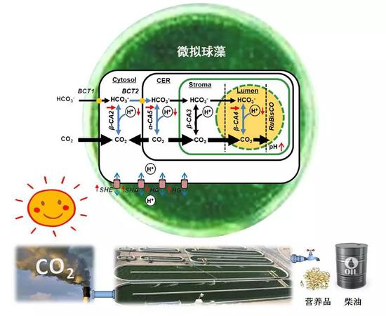 微拟球藻逆进化调控机制图（图片来源：中科院青岛生物能源与过程研究所单细胞中心）