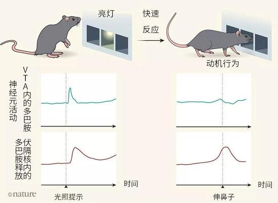 图1 | 大鼠脑中的多巴胺神经元活动和多巴胺释放