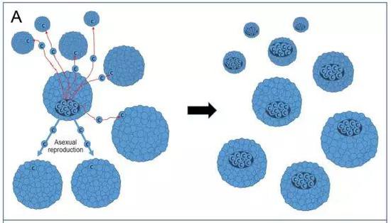 无性繁殖会让癌细胞在个体之间传播