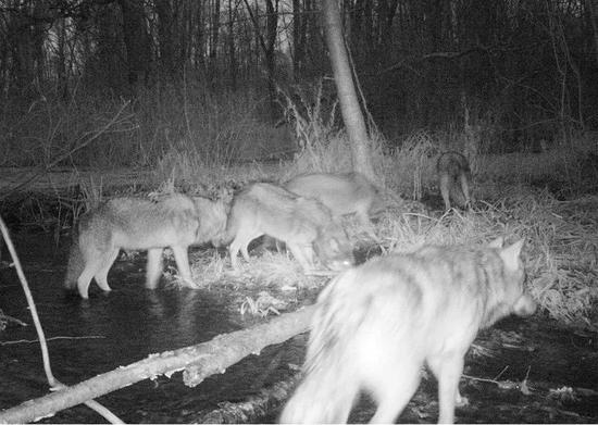 相机捕捉到的狼群，图片来源：chernobylguide.com