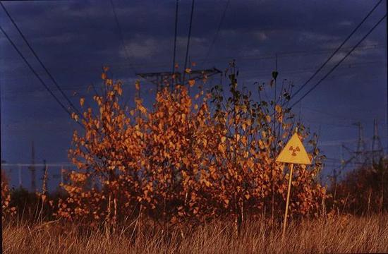 禁区内受辐射致死的红色树叶。图片来源：chernobylguide.com